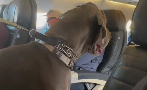 Handler Of Super-Sized Pooch He Brought On Airplane As “Emotional Support” Gets Reality Check