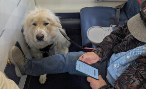 Passenger Gets Dragged For Complaining About Plane Seat He Lost To Dog: “Sorry Dude, Money Talks”