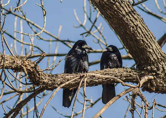 Two black crows perched on a tree branch against a blue sky, illustrating interesting facts from nature.