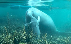 Camera Captures A Heartwarming Moment Of A Baby Manatee Hugging And Kissing His Mom