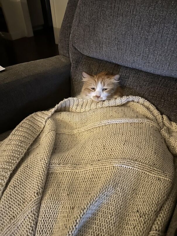 Cozy tucked kitten under a knitted blanket on a gray couch, eyes peeking out curiously.