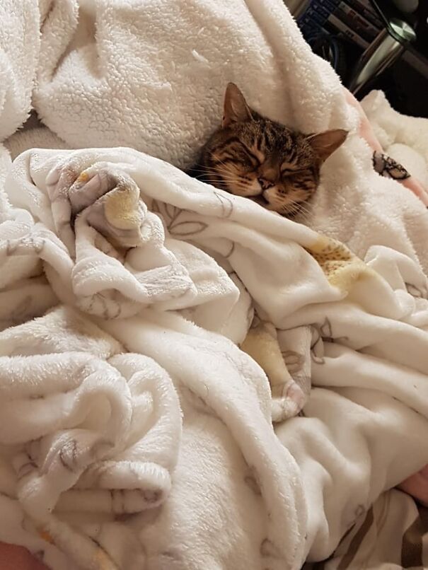 Cozy kitten tucked in fluffy blankets, peacefully sleeping.