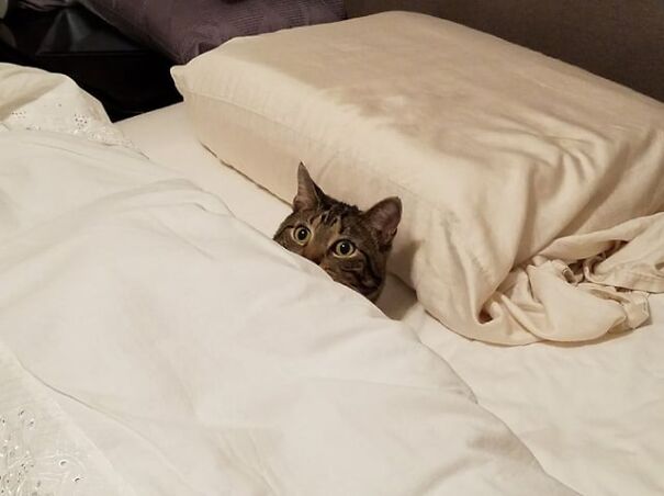 A kitten peeking out from under white bed sheets, nestled against pillows.