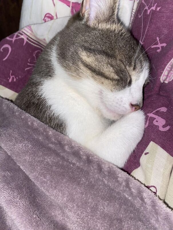 Sleeping kitten tucked under a gray blanket, highlighting adorable tucked-kittens-photos.