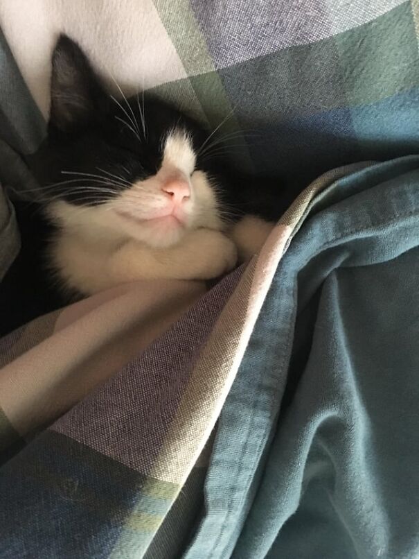 Tucked kitten sleeping under a blanket, showcasing its cute black and white fur.