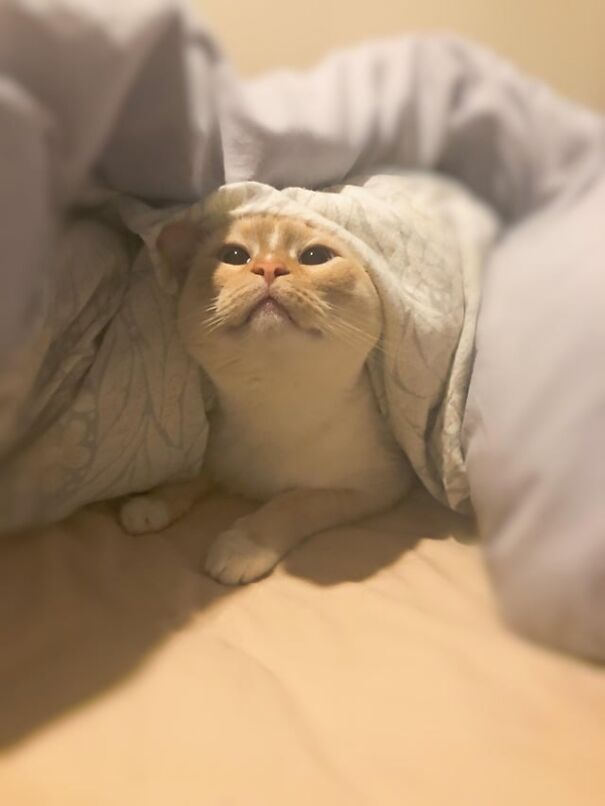 A kitten cozily tucked under a blanket, looking up with curious eyes.