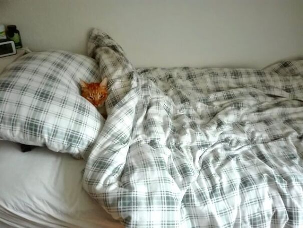 A kitten is tucked under a plaid duvet, peeking out from a pillow on a bed.