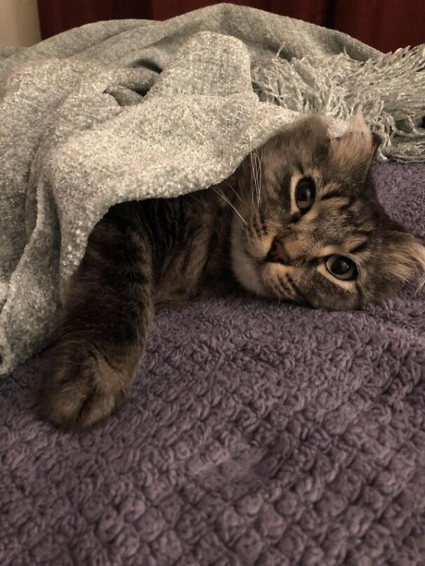 Tucked kitten under a cozy gray blanket, lying on a purple textured bedspread.