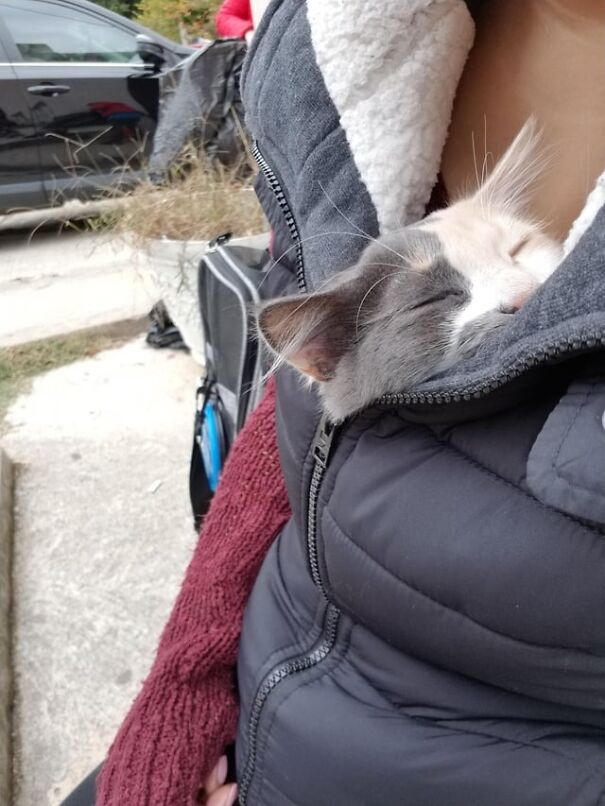 Kitten tucked snugly inside a black jacket, peeking out and sleeping peacefully.