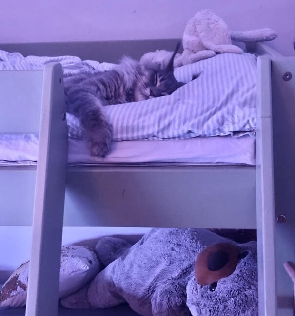 A kitten tucked in a bunk bed with a stuffed toy beside it, peacefully sleeping in soft lighting.