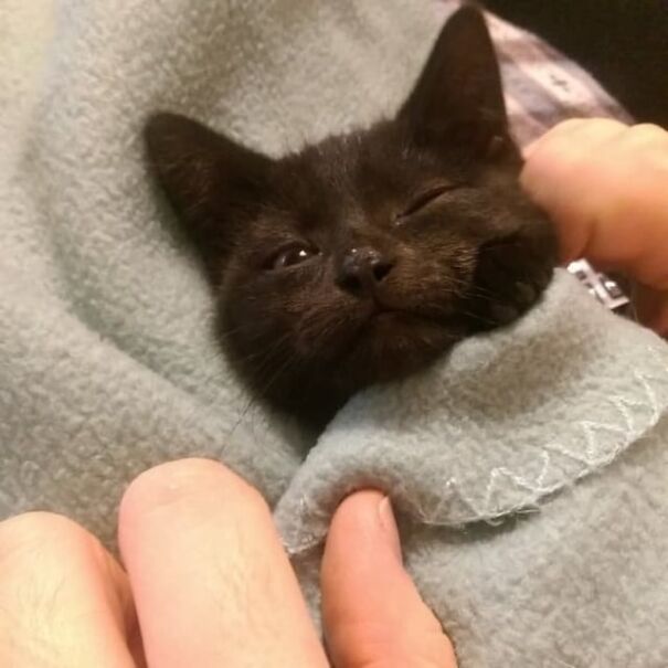 A black kitten tucked snugly in a soft blanket, winking and looking cozy.