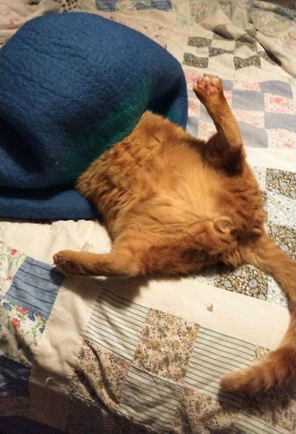 Tucked kitten photo with orange cat partially covered by a blue blanket on a patterned bedspread.