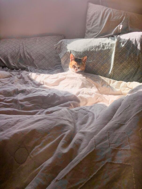 Tucked kittens photo showing a cozy cat snuggled under a blanket on a sunlit bed.