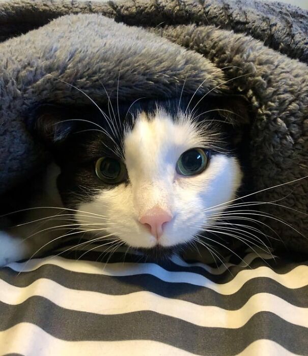 Black and white kitten tucked under a fluffy blanket, peeking with wide eyes.