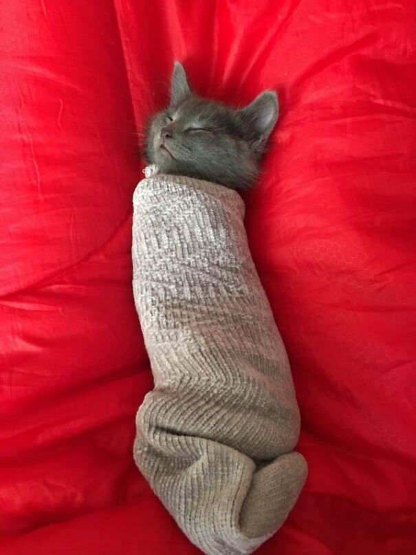 A kitten wrapped snugly in a blanket, resting peacefully against a vibrant red background.