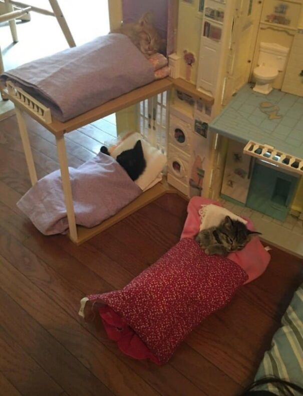 Three kittens tucked in tiny beds, sleeping peacefully on a wooden floor.