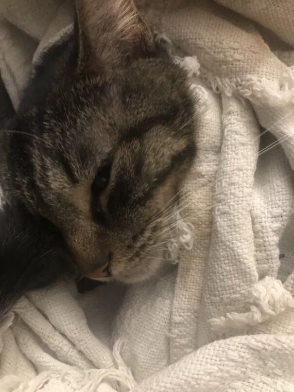 Close-up of a kitten tucked in a cozy blanket, looking peaceful and warm.