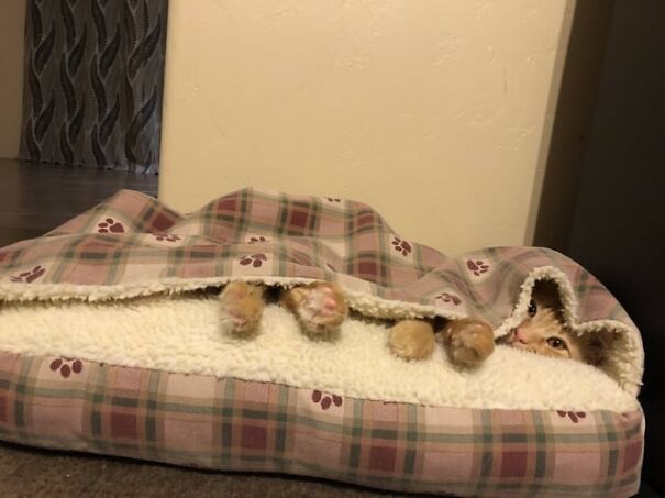 Tucked kittens peeking out from a cozy blanket, showing tiny paws and faces.