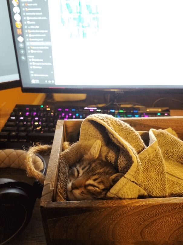 A cozy kitten tucked in a towel, sleeping in a wooden box on a desk with a computer monitor and keyboard.