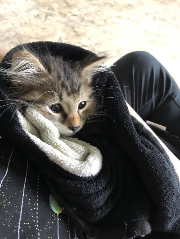 Tucked kittens wrapped in a cozy blanket, looking content and relaxed.