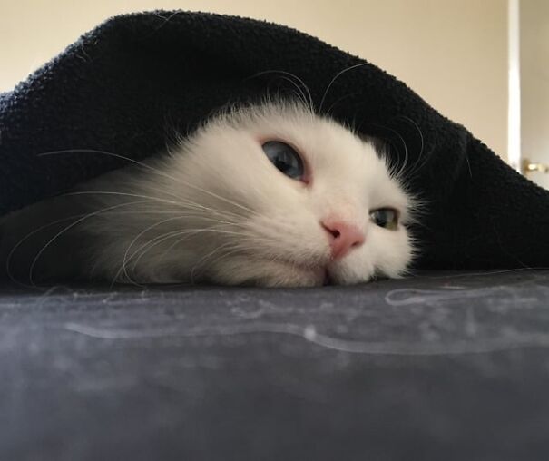 White kitten tucked under a soft, black blanket, looking cozy and calm.