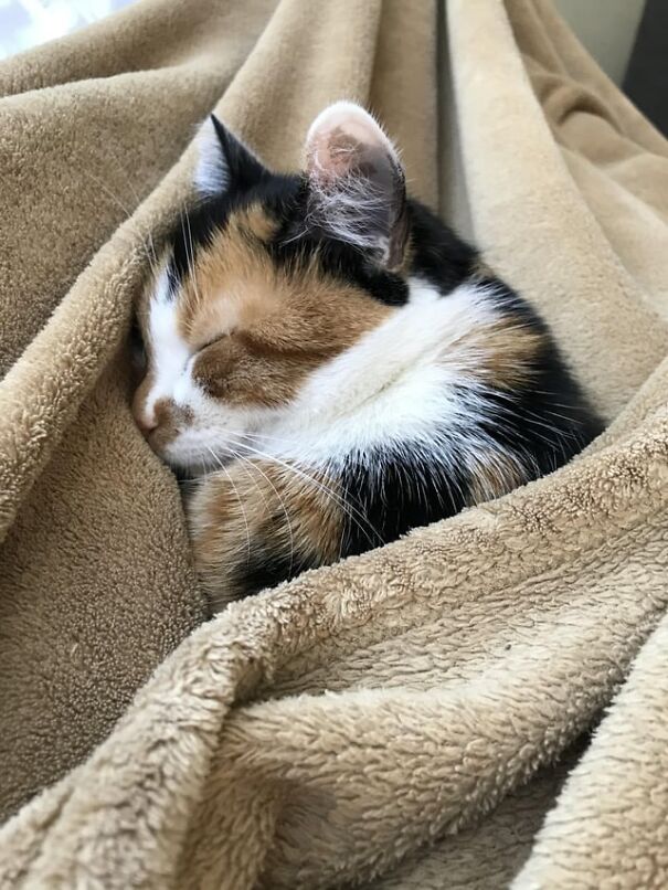 Tucked kitten sleeping cozily in a soft beige blanket.