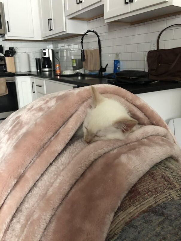 Sleeping kitten tucked in a cozy pink blanket on a couch in a modern kitchen setting.