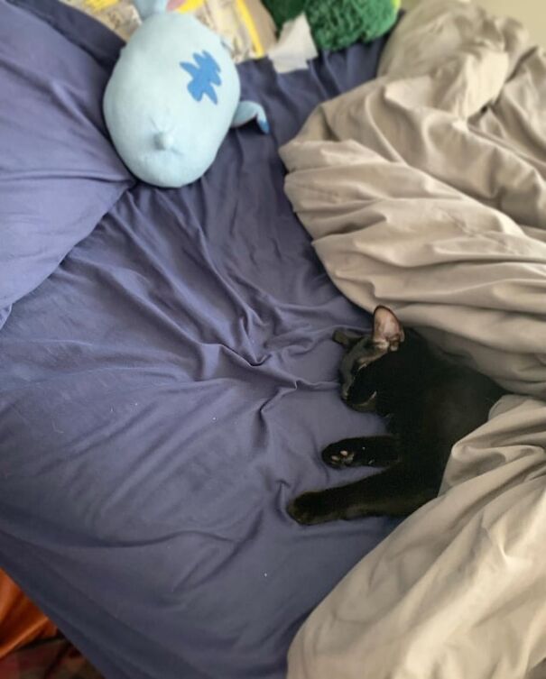 A black kitten snugly tucked in bed with gray and blue sheets.