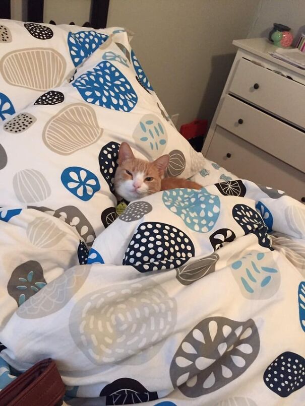 A cozy cat tucked in a patterned bed, epitomizing cute tucked kittens photos, with its head peeking out.