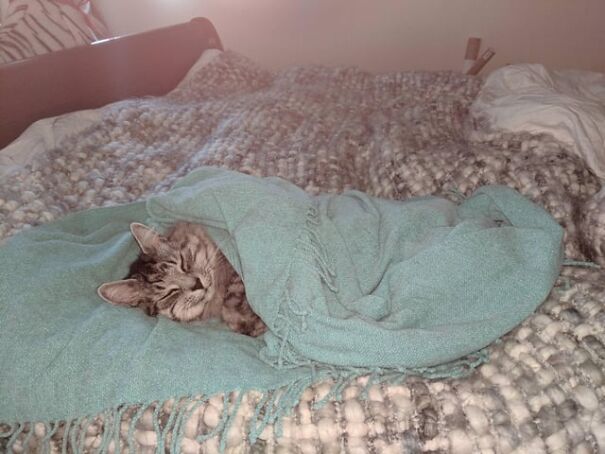 A kitten tucked under a cozy blue blanket, resting on a textured bedspread.