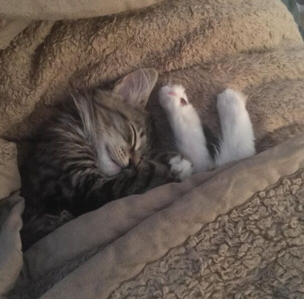 Tucked kitten sleeping cozily in a blanket with paws sticking out.