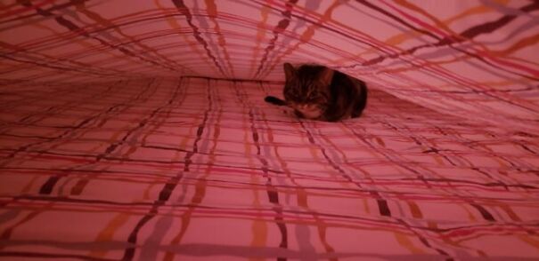 Tucked kitten under a striped blanket, creating a cozy nest-like setting with soft, warm lighting.