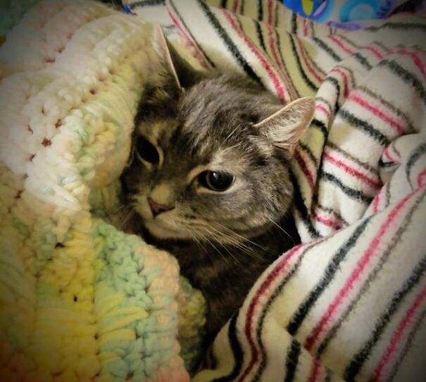 A kitten cozily tucked in colorful blankets, looking relaxed and snug.