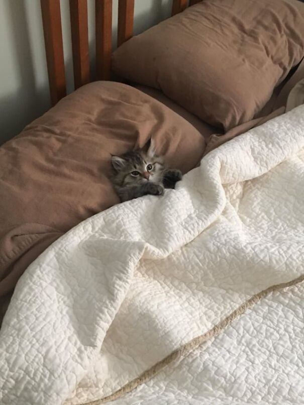 Tucked kitten nestled under a white quilt, peeking out from brown pillows on a bed.