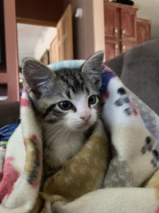 Tucked kitten wrapped in a colorful blanket, sitting on a sofa.