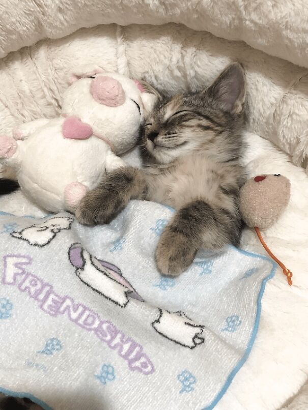 Sleeping kitten tucked in with a blanket beside a stuffed toy, capturing a cozy and adorable moment.