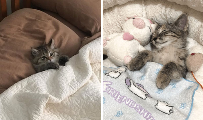 44 Adorable Images Of Cats Catnapping In The Coziest Ways Possible