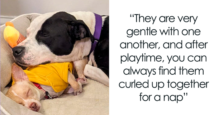 Two Completely Different Dogs Create The Most Beautiful Bond In A Shelter, And People Are Obsessed