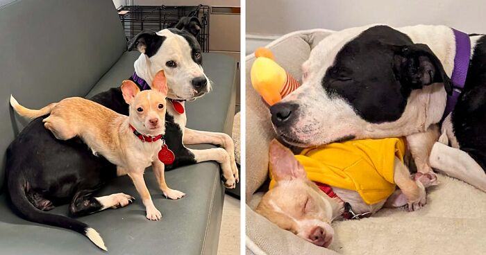 Despite Having Different Personalities, These Two Dogs Created The Most Beautiful Bond In A Shelter