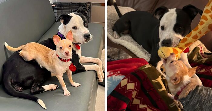 These Two Dogs Were Saved From The Same Home But Only Became Inseparable In The Shelter