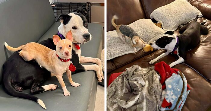 These Dogs’ Distant Relationship Quickly Became A Loyal Companionship After Arriving At A Shelter