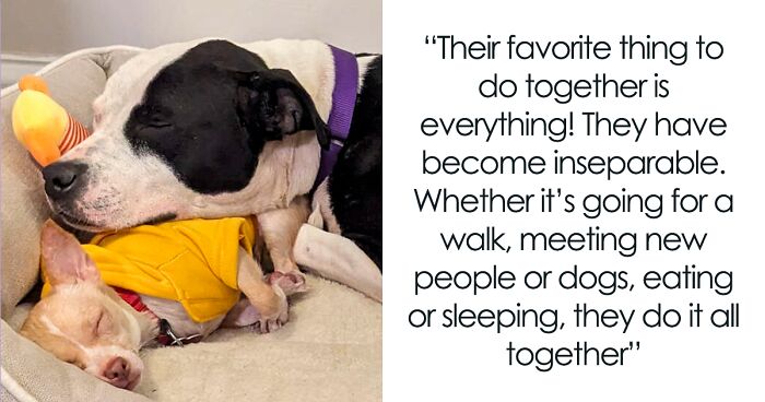 Two Completely Different Dogs Create The Most Beautiful Bond In A Shelter, And People Are Obsessed 