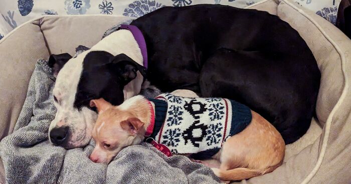 Getting To A Shelter Helped This Dog Duo To Find Each Other And Create An Inseparable Bond