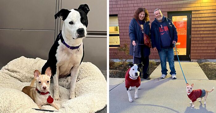 Two Completely Different Dogs Create The Most Beautiful Bond In A Shelter, And People Are Obsessed 