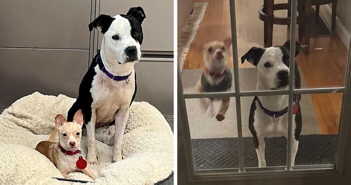 Two Completely Different Dogs Create The Most Beautiful Bond In A Shelter, And People Are Obsessed 