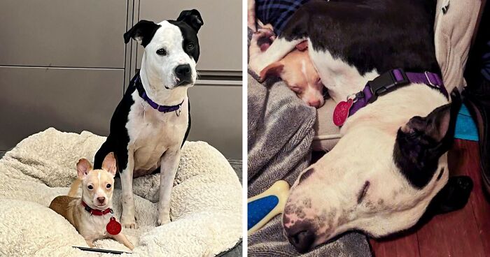 After A Difficult Beginning At The Shelter, Dog Duo Creates An Incredibly Beautiful Friendship