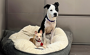 Two Completely Different Dogs Create The Most Beautiful Bond In A Shelter, And People Are Obsessed