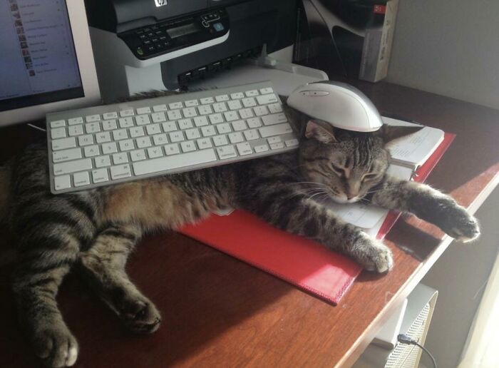 Cat napping on a desk with a keyboard and mouse placed on it, showcasing funny cat antics.