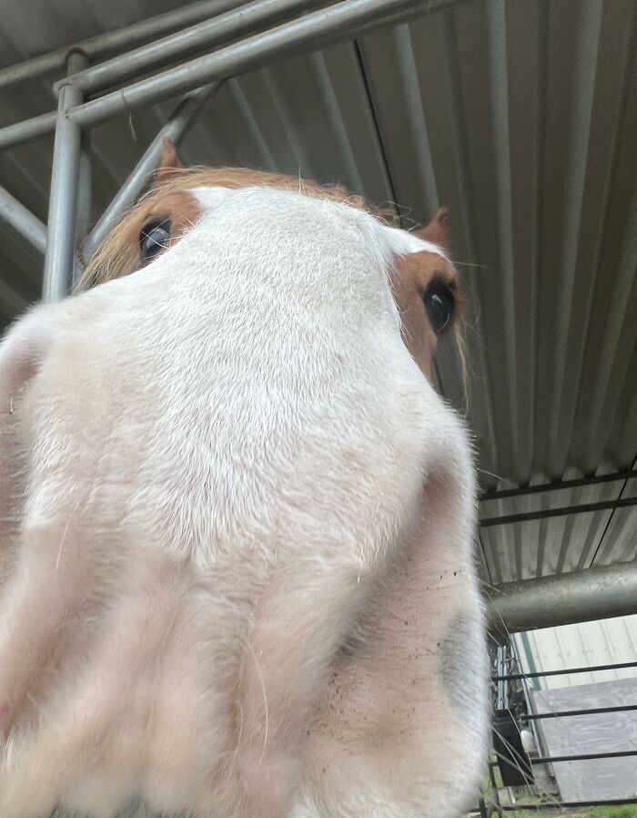 This Nosy Fella At My Barn (Where I Ride)