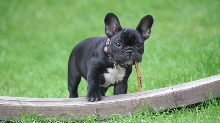 A small black puppy chewing on a stick while standing on grass.